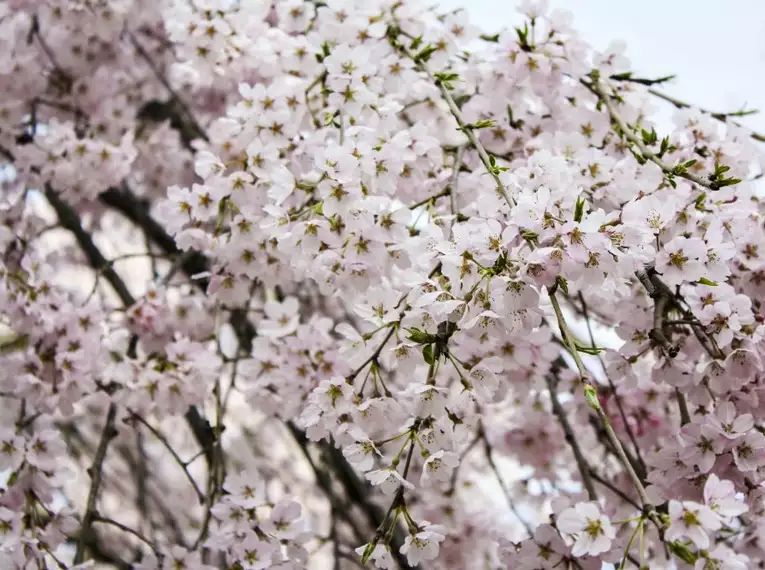 Japan: Kirschblüte oder Herbstlaub zaubern Farbenwunder