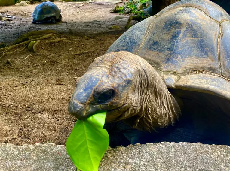 Seychellen - Inselabenteuer zwischen Traumstränden und Granitfelsen