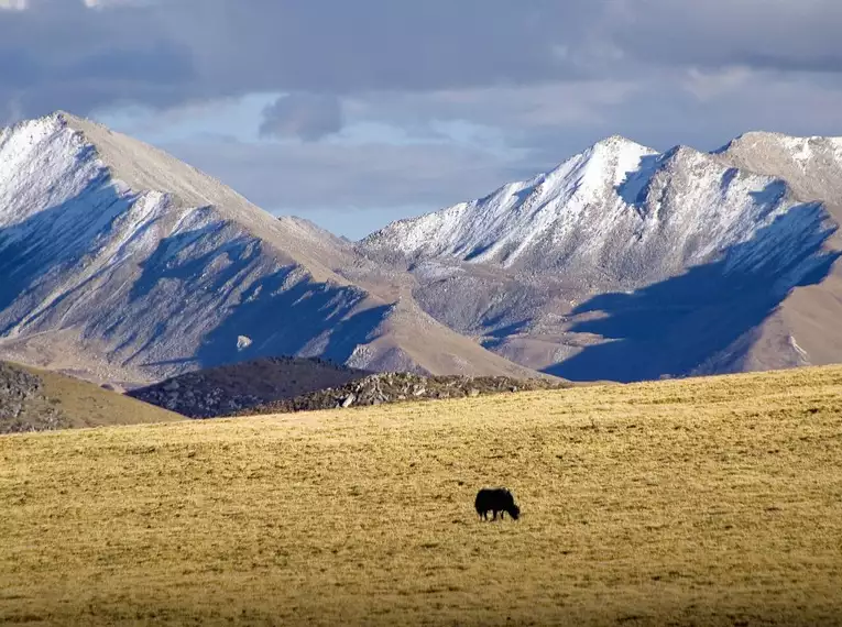 Ein Yak grast in einer weiten tibetischen Hochlandlandschaft vor schneebedeckten Bergen.