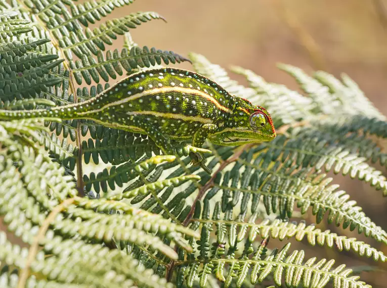 Die Highlights von Madagaskar erleben