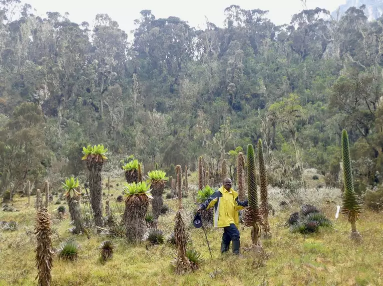 Uganda: Auf den Spuren der majestätischen Berggorillas