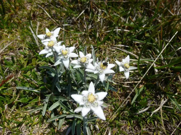 Geführte Wanderwoche im Val di Sole