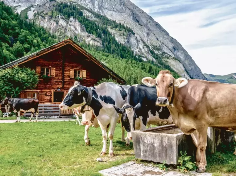 Alpenüberquerung: Von Alm zu Alm