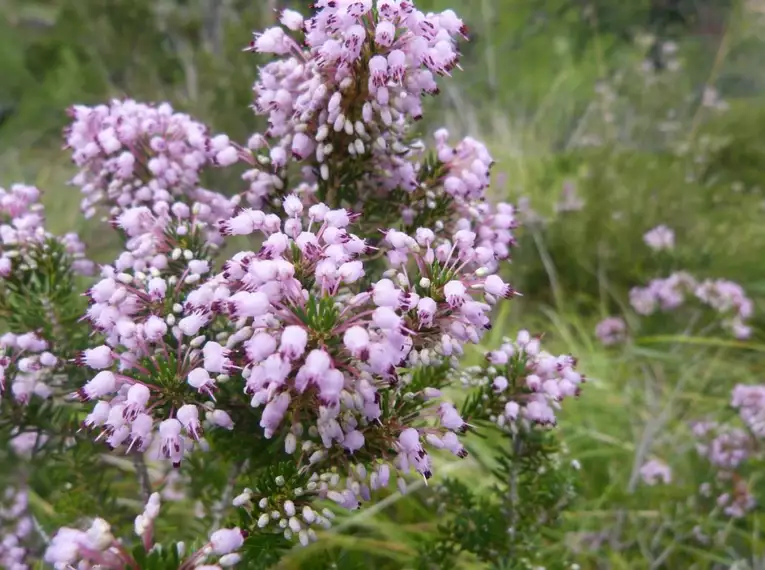 Nahaufnahme von blühenden Heidepflanzen mit rosa Blüten auf Menorca.