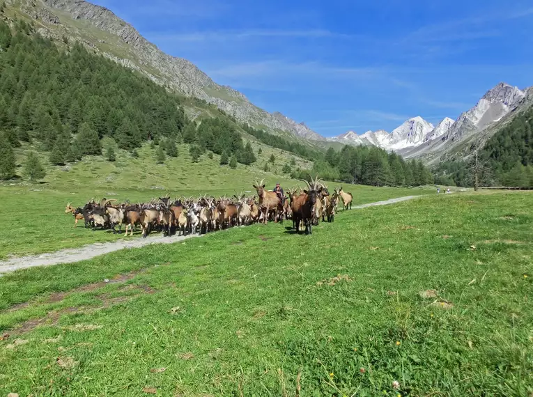 Individuelle Wanderwoche entlang des Meraner Höhenwegs