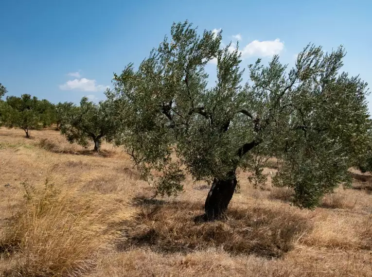 Olivenbäume auf einem trockenen Feld auf Chalkidiki, Griechenland.