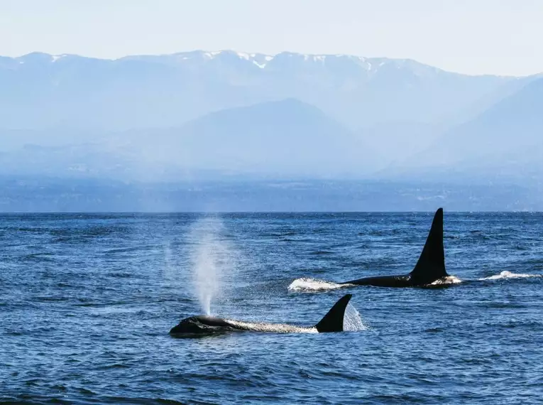 Zwei Orcas im Wasser vor den Bergen von Vancouver Island.