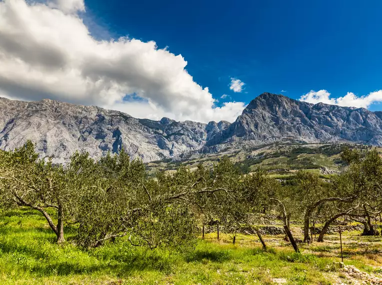 Blick auf das Biokovo-Gebirge und Olivenbäume unter blauem Himmel.