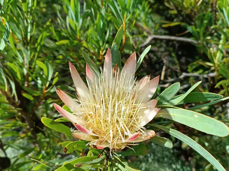 Nahaufnahme einer Protea-Blüte mit grünen Blättern im Hintergrund.