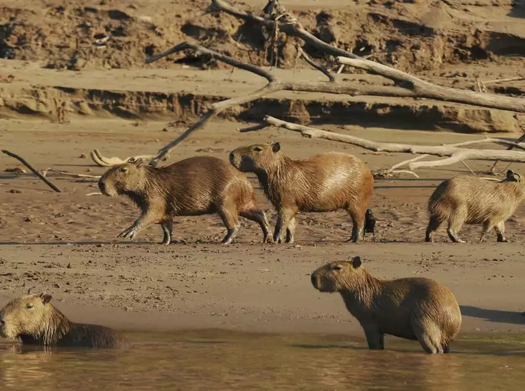 Durchquerung Perus von West nach Ost – von den Anden bis zum Amazonas