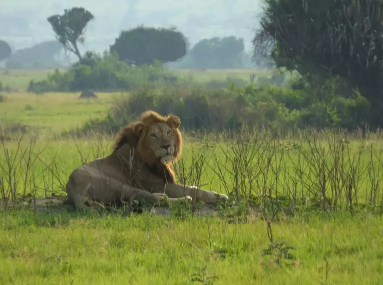 Uganda: Auf den Spuren der majestätischen Berggorillas