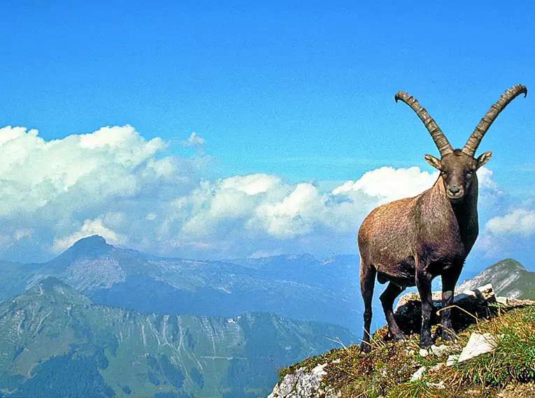 Ein Steinbock auf einem Berggipfel in den Allgäuer Alpen, umgeben von einer beeindruckenden Alpenlandschaft.