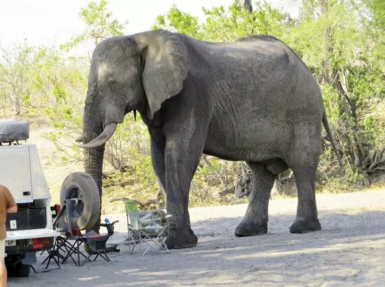 Botswana - Das grüne Herz der Kalahari mit Egmont Strigl