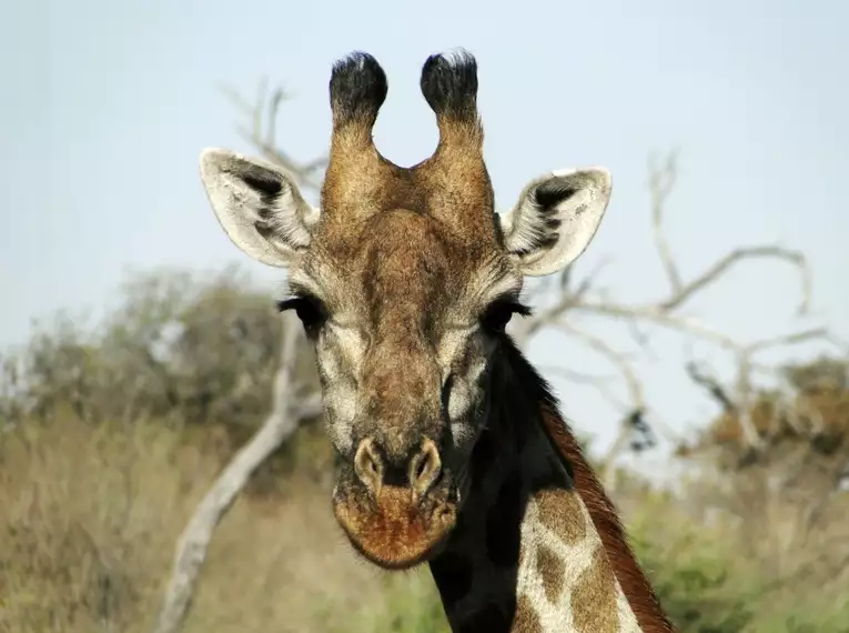 Nahaufnahme einer Giraffe in Südafrika, umgeben von Buschland. Perfekt für Safari-Abenteuer.