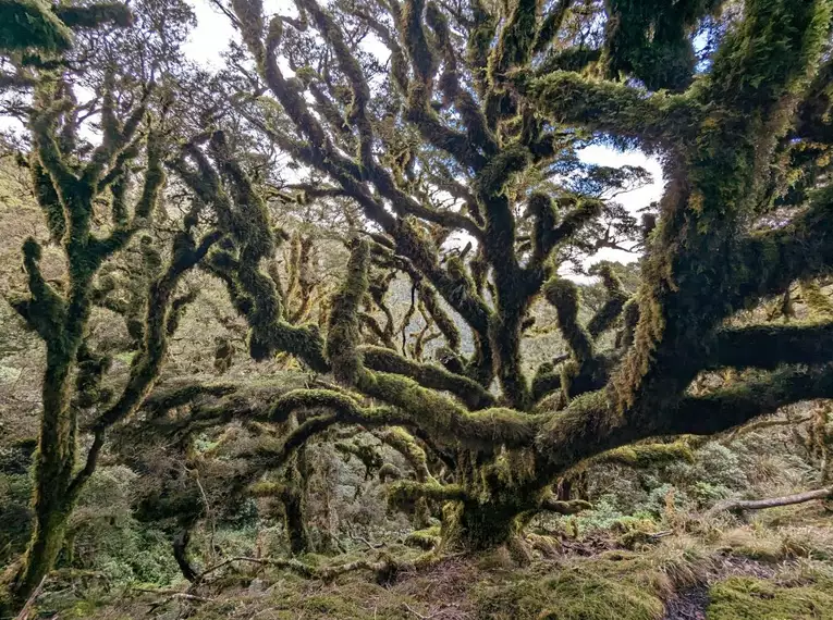 Neuseeland - Trekking im Land der langen weißen Wolke