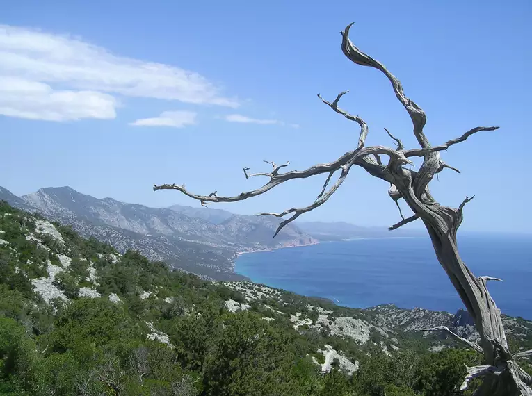 Aussicht auf Sardiniens Küste mit trockenem Baum im Vordergrund und blauem Meer im Hintergrund.