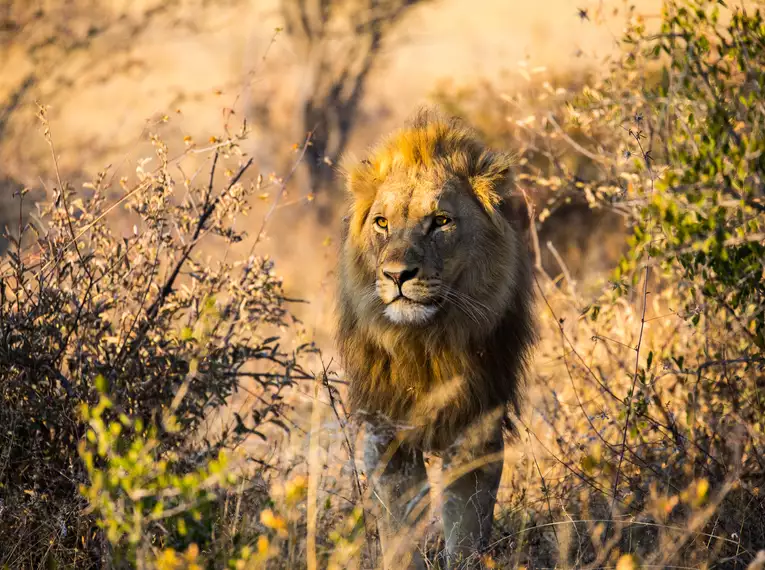 Die Highlights des südlichen Afrika erleben