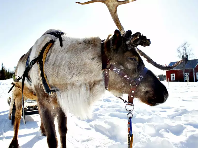 Magische Winteridylle in Schweden: Authentische Naturerlebnisse im Wildnisgehöft Solberget