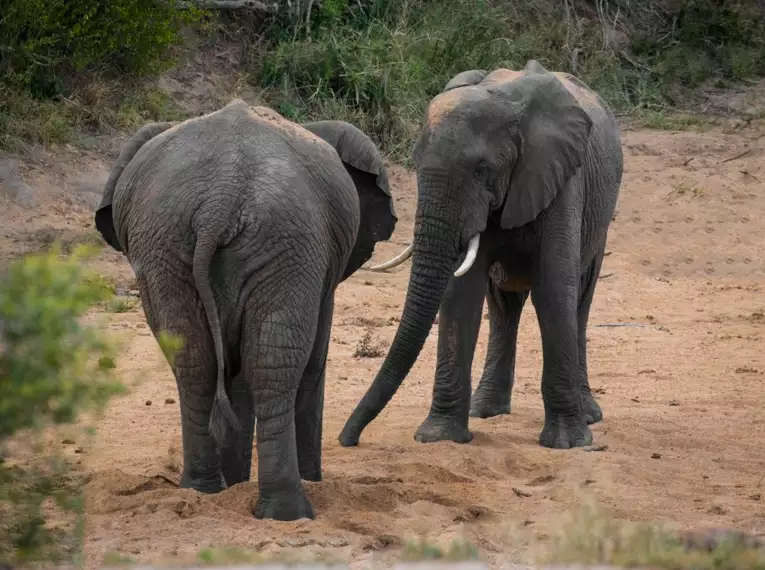 Zwei Elefanten in einer trockenen Landschaft in Südafrika