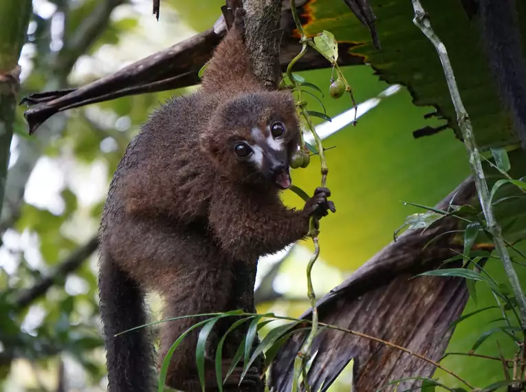 Die Highlights von Madagaskar erleben