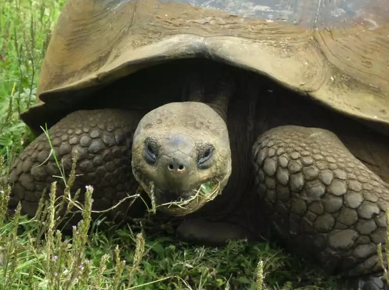 Ecuador entdecken: Von Vulkanen zum Amazonas-Regenwald, bis zu den Galápagos-Inseln