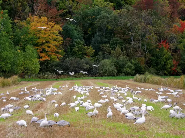 Indian Summer in Kanada: Farbrausch und Naturgenuss 