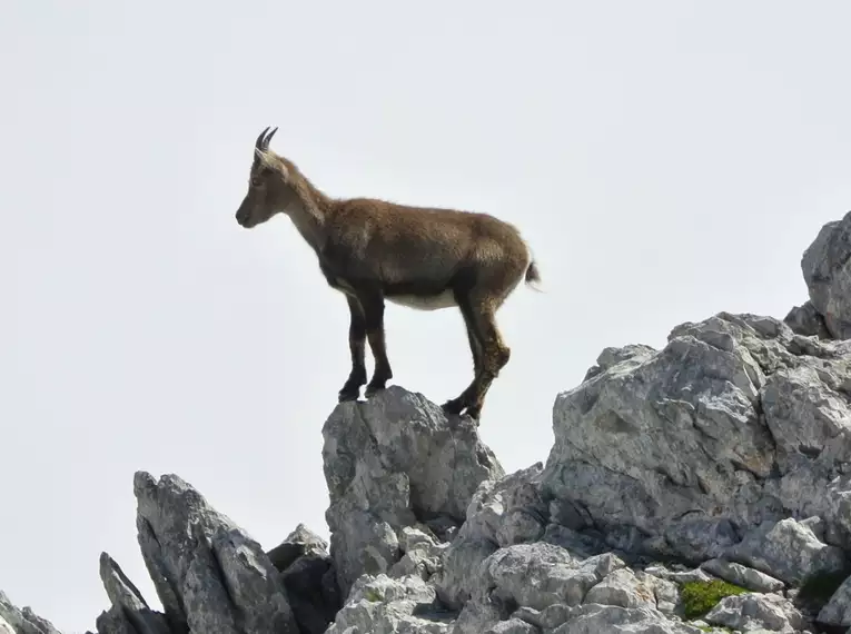 Ein Steinbock steht auf einem Felsen im Steinernen Meer.