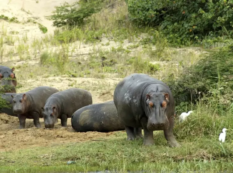 Mehrere Nilpferde am Ufer eines Sees im iSimangaliso Wetland Park, flankiert von weißen Vögeln.