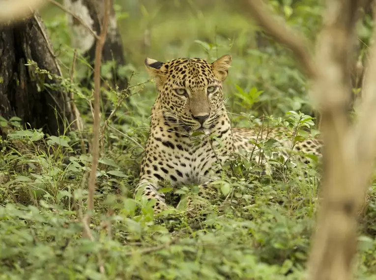 Magisches Sri Lanka - Eine Reise durch Geschichte, Natur und Kultur