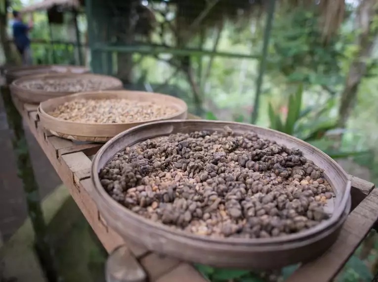 Indonesiens Naturschauspiel: Von Vulkanen auf Java bis zur Magie Balis