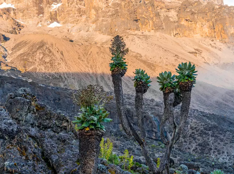 Kilimanjaro individuell - Lemosho Route mit Crater Camp