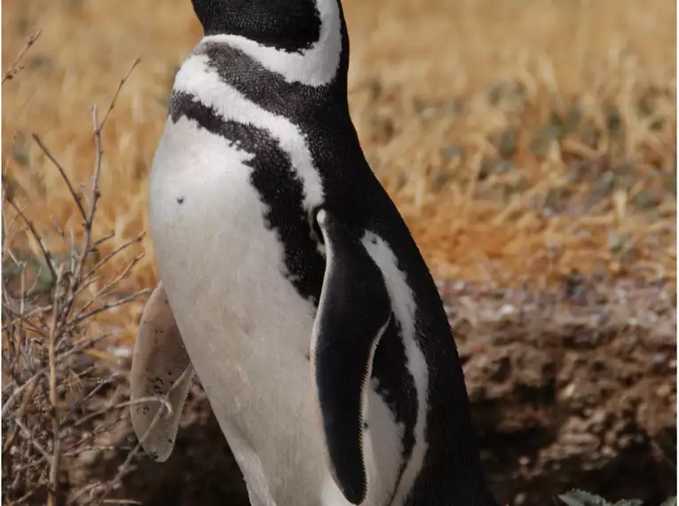 Patagonien erkunden: Faszinierende Abenteuer in Chile und Argentinien