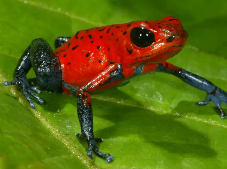 Costa Rica naturnah erwandern