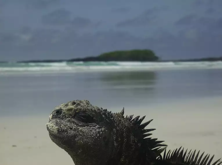 Ecuador entdecken: Von Vulkanen zum Amazonas-Regenwald, bis zu den Galápagos-Inseln