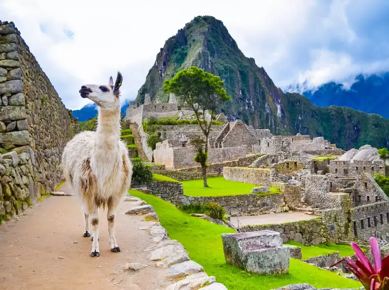 Lama steht vor den Ruinen von Machu Picchu in Peru