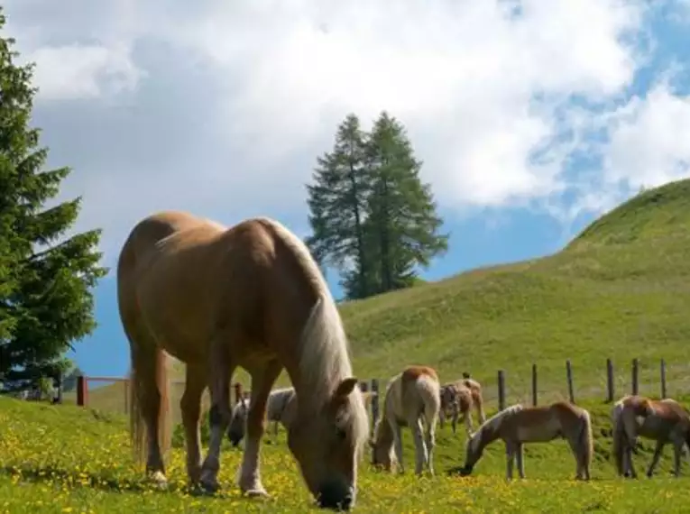 Tageswanderungen in Tirol