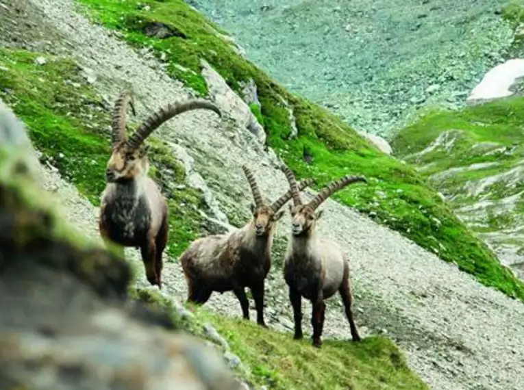 Natur intensiv im Alpenpark Karwendel