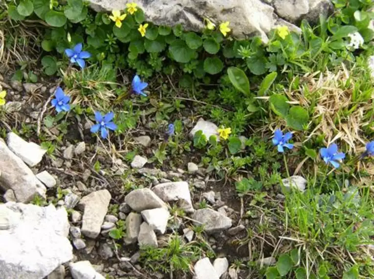 Natur intensiv im Alpenpark Karwendel