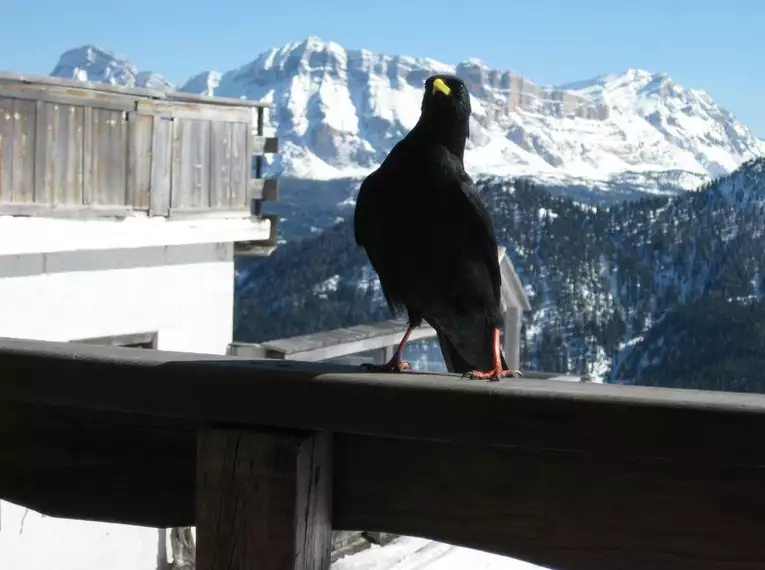 Tiroler Schneeschuhwoche am Mieminger Plateau