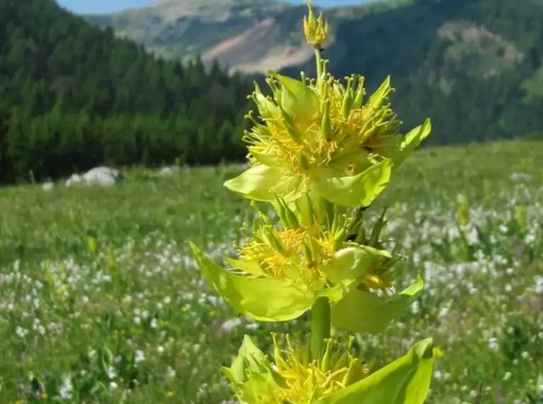 Blumenparadies Monte Bondone kulinarisch