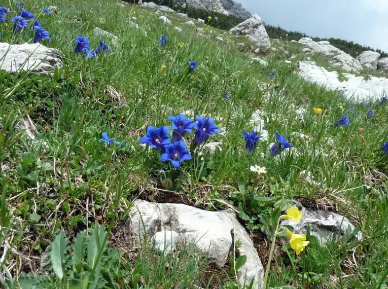 Anspruchsvolle Wochenend-Klettersteigtouren rund um Oberstdorf