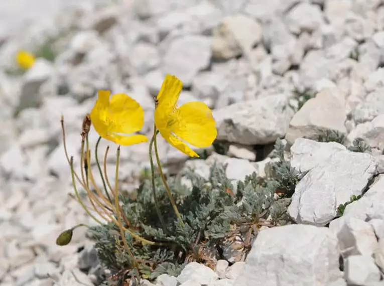 Dolomiten- Exklusivwoche