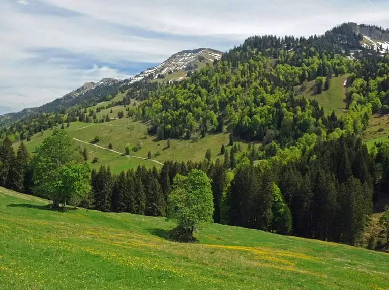 Grüne Wiesen und bewaldete Berge im Naturpark Nagelfluhkette, ideales Wanderziel.