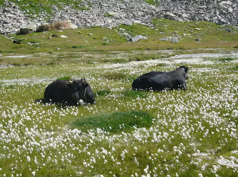 Rund um die Monte Rosa