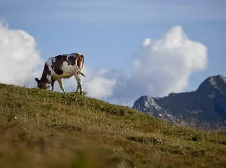 Kuh auf einer Bergweide, Alpenpanorama im Hintergrund.