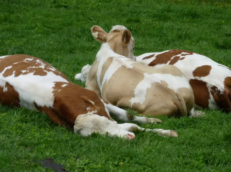 Drei Kühe ruhen friedlich auf einer grünen Wiese.