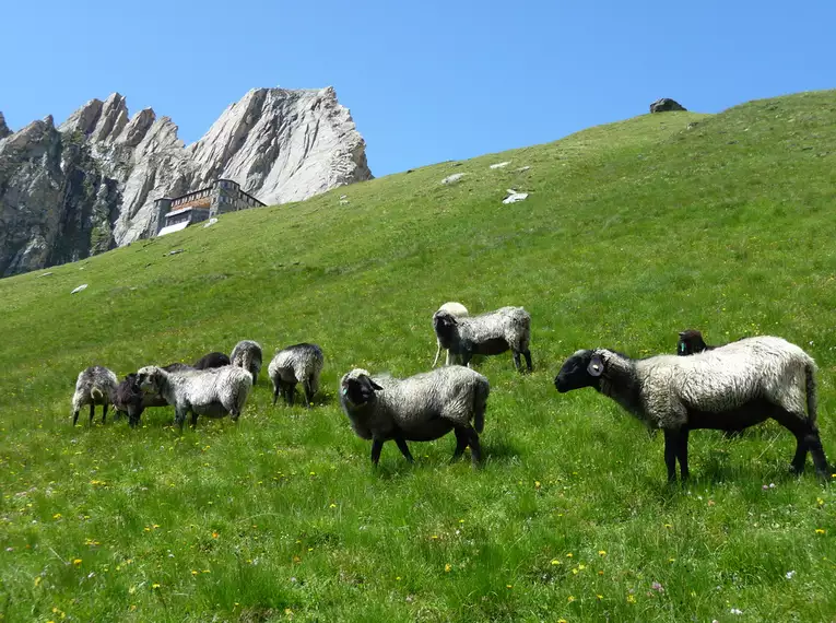 Rundum und auf den Großvenediger (3.674 m) auf der "Tauern Haute Route"