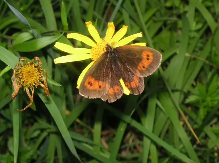 Rundaugen Mohrenfalter mit orangen Flecken auf gelber Blume in alpiner Wiese.