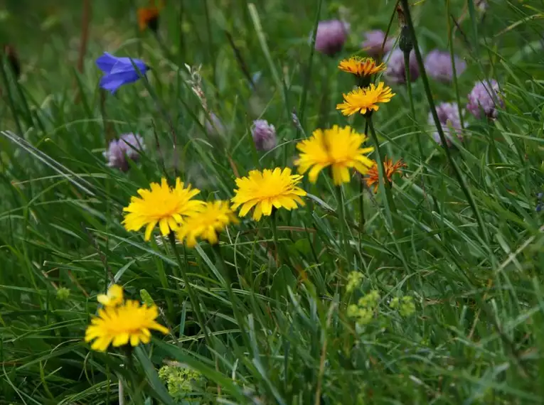 Bunte Alpenblumen auf einer Wiese in den Bergen, gelbe und lila Blüten in saftigem Gras.