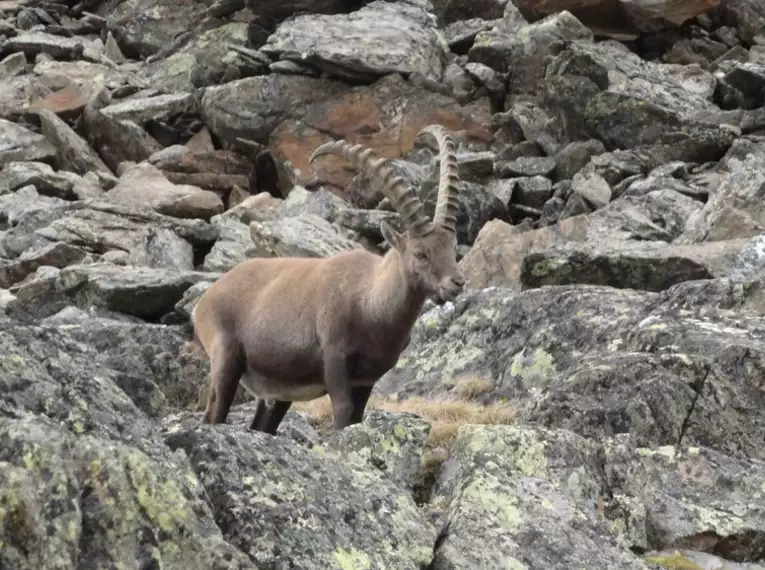 Ein Steinbock steht auf felsigem Alpenboden und schaut in die Kamera. Seine großen Hörner und das raue Gelände sind sichtbar.